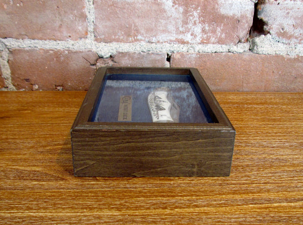 Case Moby Dick Pocket Knife Handcrafted Bone Scrimshawed